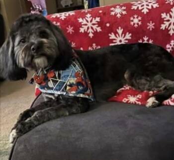 Mister Cash -  Schnauzer and Poodle Dog for Adoption in Aurora, Indiana - Mister Cash | PetCurious