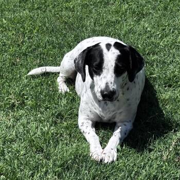 May -  German Shorthaired Pointer Dog for Adoption in Pottsboro, Texas - May | PetCurious