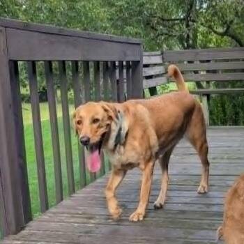 Molly -  Yellow Labrador Retriever and Mixed Breed Dog for Adoption in Alma, Wisconsin - Molly | PetCurious