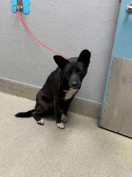 Rescue Labrador Retriever and Mixed Breed Dogs for Adoption in Las Vegas, Nevada - ZOMBIE PAWS | PetCurious