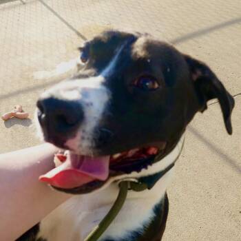 Mixed Breed Dogs Available for Adoption in Corydon, Indiana - Rocket | PetCurious