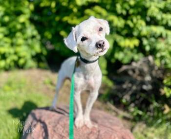 Karat -  Maltese Dog Available for Adoption in Spokane, Washington - Karat | PetCurious