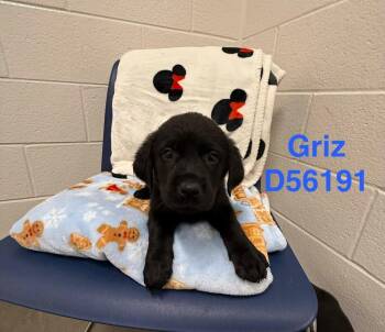 Griz -  Labrador Retriever Dog for Adoption in Clarksville, Tennessee - Griz | PetCurious