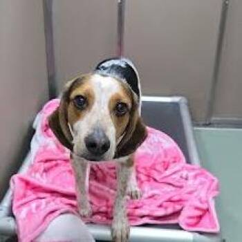 Hound Dogs Available for Adoption in Lyndhurst, Virginia - Bumper | PetCurious