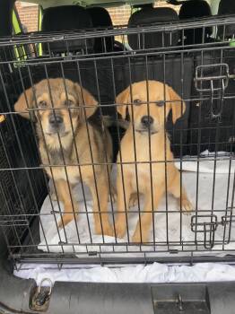Jack Brown -  Shepherd and Hound Dog for Adoption in Chatham, Virginia - Jack Brown | PetCurious