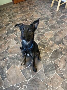 Terrier Dogs Available for Adoption in Sterling Heights, Michigan - Roach | PetCurious