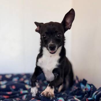 Adeline -  Chihuahua Dog for Adoption in Green Bay, Wisconsin - Adeline | PetCurious