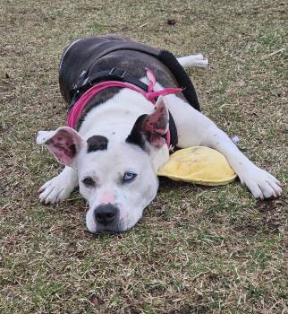 Nyla -  American Bulldog Dog for Adoption in Plover, Wisconsin - Nyla | PetCurious