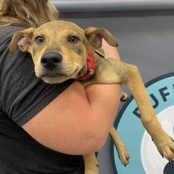 BigSandy D11950 -  Labrador Retriever and American Staffordshire Terrier Dog for Adoption - BigSandy D11950 | PetCurious