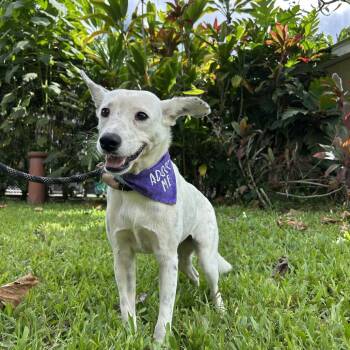 Maisie -  Mixed Breed Dog for Adoption in Kailua-kona, Hawaii - Maisie | PetCurious