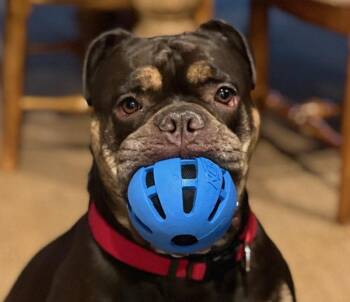 Rescue American Bulldog Dogs for Adoption in Westminster, South Carolina - Stella | PetCurious