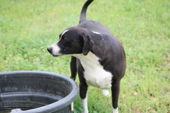 Rescue Catahoula Leopard Dog Dogs for Adoption in Saint George, South Carolina - Roxie | PetCurious