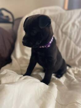 Shar Pei and Cattle Dog Dogs Available for Adoption in New London, Wisconsin - Parm | PetCurious