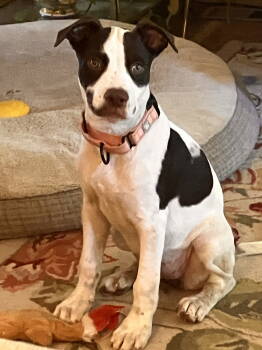 Rescue Terrier Dogs for Adoption in Bothell, Washington - Jayne | PetCurious