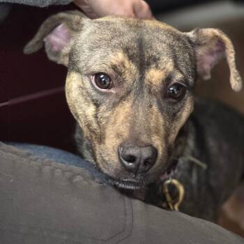 Rescue Mixed Breed Dogs for Adoption in Lakeland, Florida - Vitani | PetCurious