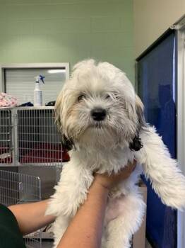 MANNY -  Shih Tzu and Mixed Breed Dog for Adoption in Grand Prairie, Texas - MANNY | PetCurious