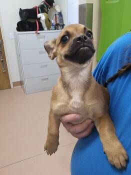 Dora-Lee -  French Bulldog and Corgi Dog for Adoption in Kennewick, Washington - Dora-Lee | PetCurious