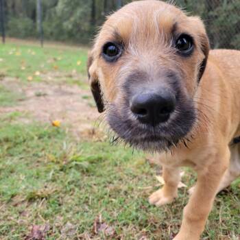 Rescue Hound and Wirehaired Terrier Dogs for Adoption in Cabot, Arkansas - (Found) Snoball | PetCurious