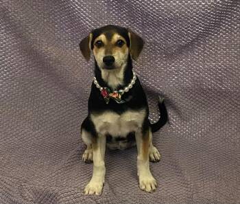 Jelly -  Treeing Walker Coonhound and German Shepherd Dog Dog for Adoption in Lodi, California - Jelly | PetCurious