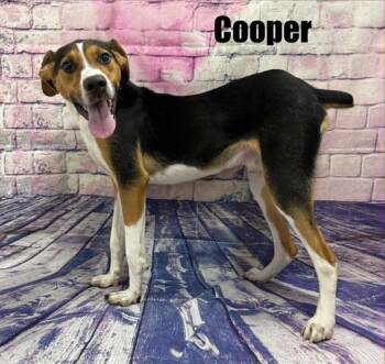 Cooper -  Hound and Pointer Dog for Adoption in Quincy, Michigan - Cooper | PetCurious