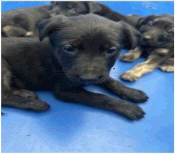 Rottweiler and Mixed Breed Dogs Available for Adoption - Blue | PetCurious