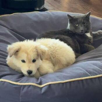 Husky and Great Pyrenees Dogs Available for Adoption in Brainerd, Minnesota - Casper | PetCurious
