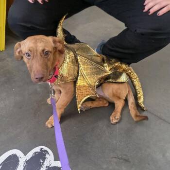 Annie Daynow -  Mixed Breed Dog for Adoption in Pittsburgh, Pennsylvania - Annie Daynow | PetCurious