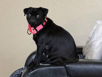 Tiana -  Pug Dog for Adoption in Floresville, Texas - Tiana | PetCurious