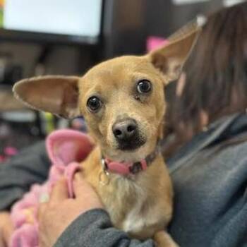Chihuahua and Mixed Breed Dogs Available for Adoption in Spokane, Washington - Rue | PetCurious