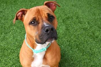 DAISY -  American Staffordshire Terrier and Boxer Dog for Adoption in Fort Lauderdale, Florida - DAISY | PetCurious