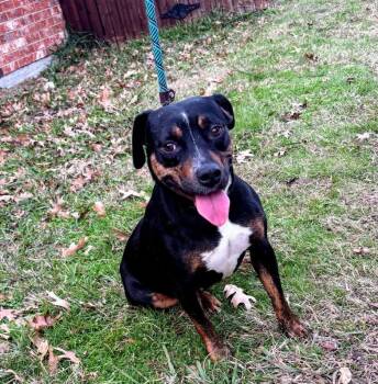 Rescue Beagle Dogs for Adoption in Plano, Texas - Shirley | PetCurious