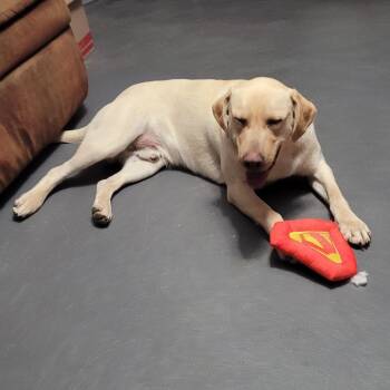 Yellow Labrador Retriever Dogs Available for Adoption in Buffalo, Minnesota - Turkey | PetCurious