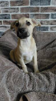 Laurel -  Mixed Breed Dog for Adoption in Sun Prairie, Wisconsin - Laurel | PetCurious