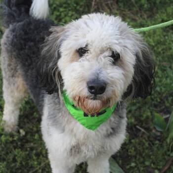Poodle Dogs Available for Adoption - Mr. Dabbles In NH! Come Meet Our Adoptable Dogs Wed-Sat At Open  | PetCurious