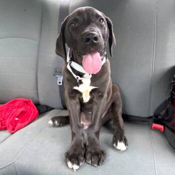 Black Labrador Retriever and Mixed Breed Dogs Available for Adoption in Union, Missouri - Goose DI 2 | PetCurious