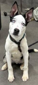 PRINCE GIORDAUO -  Siberian Husky and Mixed Breed Dog for Adoption - PRINCE GIORDAUO | PetCurious