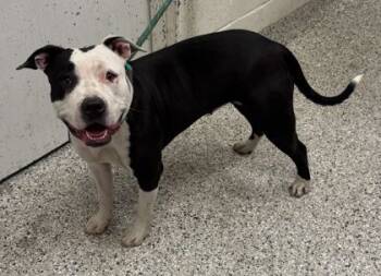 Rescue Pit Bull Terrier and Mixed Breed Dogs for Adoption in Kansas City, Missouri - Kawaii | PetCurious