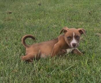 Coral -  Boxer and Pit Bull Terrier Dog for Adoption in Watertown, Connecticut - Coral | PetCurious