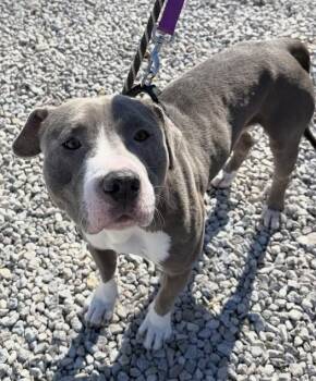 Pit Bull Terrier Dogs Available for Adoption in Warren, Ohio - Kash | PetCurious