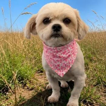 MINDY -  Shih Poo and Shih Tzu Dog for Adoption in Kaufman, Texas - MINDY | PetCurious