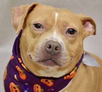 Chloe -  American Staffordshire Terrier and Whippet Dog for Adoption in Sanford, Florida - Chloe | PetCurious
