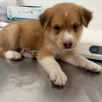 Caramel -  Shepherd and Mixed Breed Dog for Adoption in Edinburg, Texas - Caramel | PetCurious