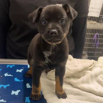 Cattle Dog Dogs Available for Adoption - UYULA | PetCurious