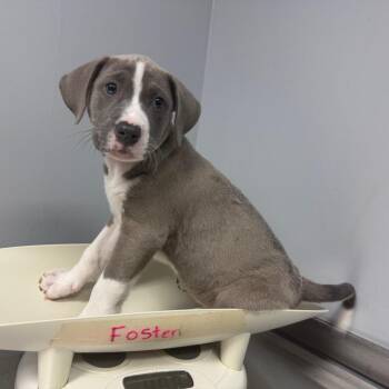 Mixed Breed Dogs Available for Adoption in Columbus, Georgia - Rue 5553 | PetCurious