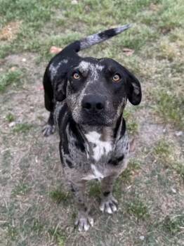 Catahoula Leopard Dog and Labrador Retriever Dogs Available for Adoption - Ellis | PetCurious
