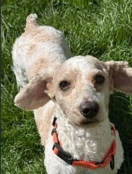 Miniature Poodle and Poodle Dogs Available for Adoption - Kane | PetCurious