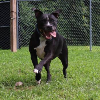 Pit Bull Terrier and Mixed Breed Dogs Available for Adoption in Springfield, Illinois - Boone | PetCurious