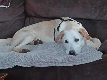 Rescue Labrador Retriever Dogs for Adoption in Midway, Utah - Rizzy | PetCurious