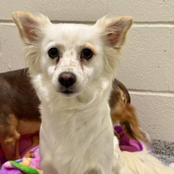 Molly -  American Eskimo Dog Dog for Adoption in Hondo, Texas - Molly | PetCurious