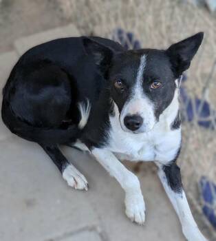 Rescue Border Collie Dogs for Adoption in Las Vegas, Nevada - Maizie | PetCurious
